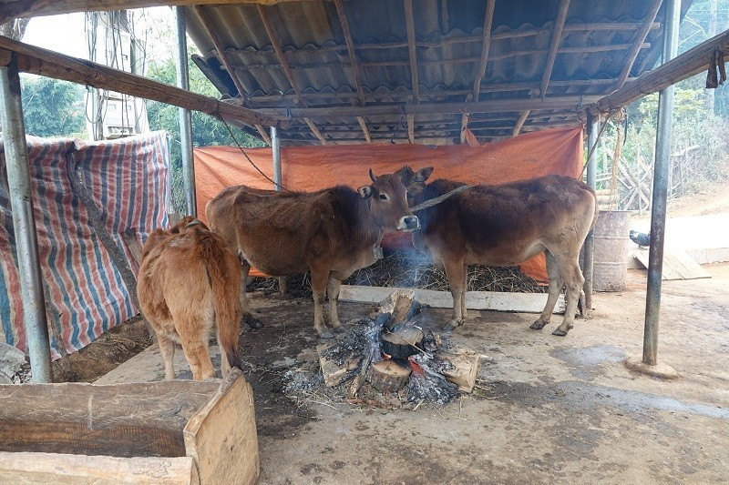 Các hộ gia đình đốt lửa sưởi ấm đàn bò trong những ngày giá rét. Ảnh: A Lù. image.jpg