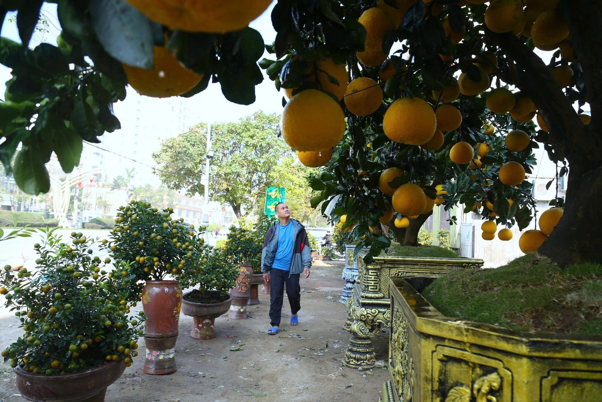 quat-canh-hinh-ngua-3.jpg