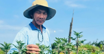 Loài hoa cúc lạ chưa Tết đã 'cháy hàng'