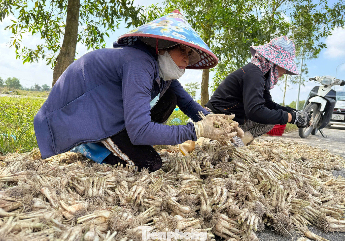 Kiệu thu hoạch sau 4-5 tháng chăm sóc, từ giữa tháng 11 âm lịch bắt đầu vụ thu hoạch, cao điểm vào tháng Chạp, đúng thời điểm nhu cầu tiêu thụ tăng mạnh phục vụ Tết Nguyên đán. tp-kieu-tet-14.jpg