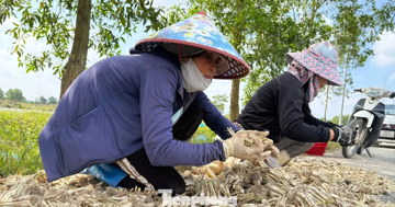 Kiệu Tết 'cháy hàng' ngay tại ruộng