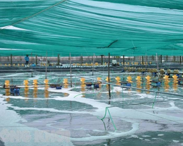 'Mỏ vàng' của Việt Nam lập đỉnh 4,6 tỷ USD: Trung Quốc, Mỹ, EU đổ tiền mua, nước ta có công nghệ chế biến dẫn đầu thế giới