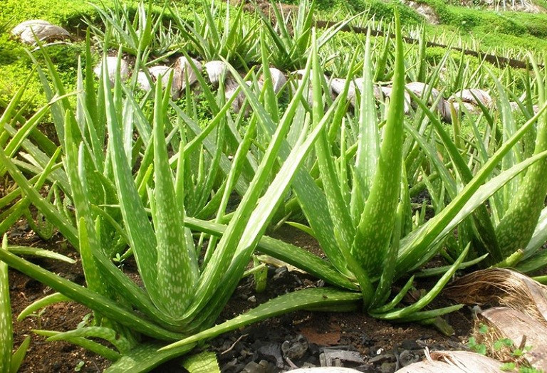 7 loại cây giúp không gian sống thoáng đãng, loại bỏ độc tố - ảnh 4