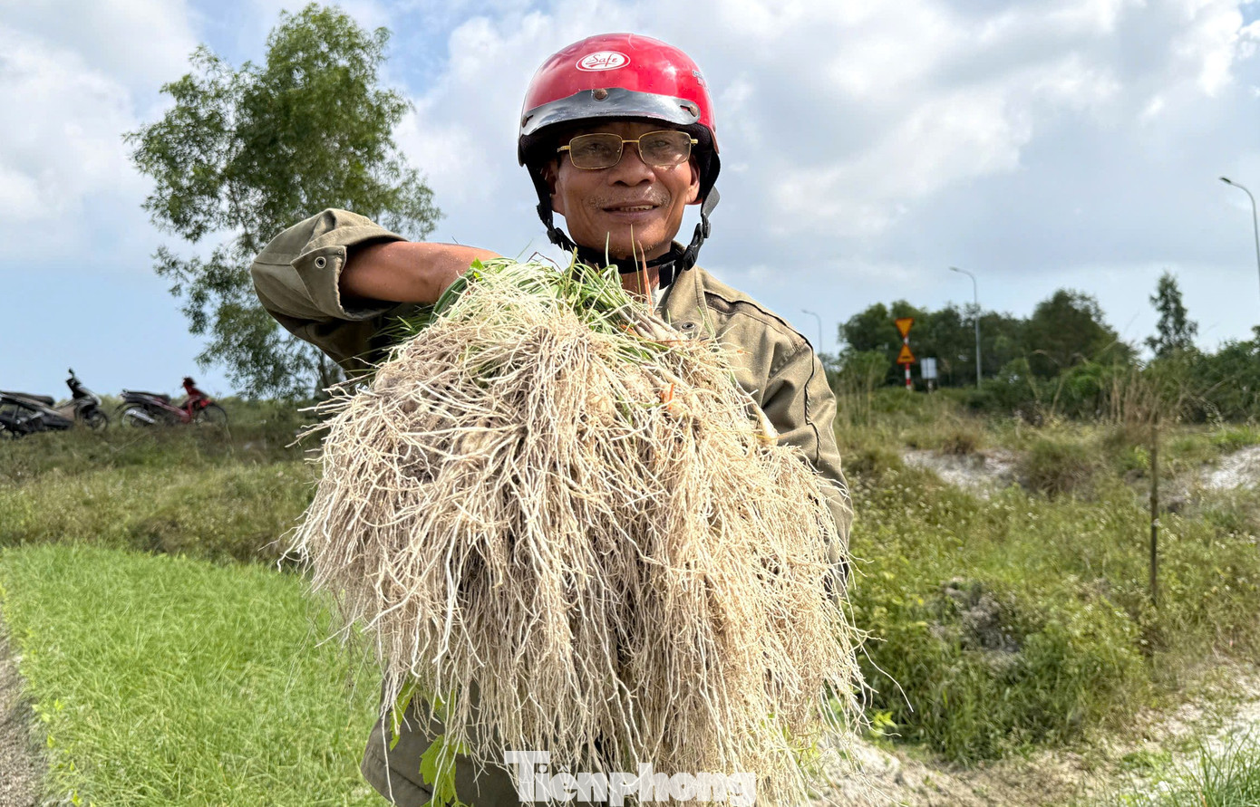 Nông dân Đà Nẵng phấn khởi khi vụ kiệu Tết vừa được mùa vừa được giá. tp-kieu-tet.jpg