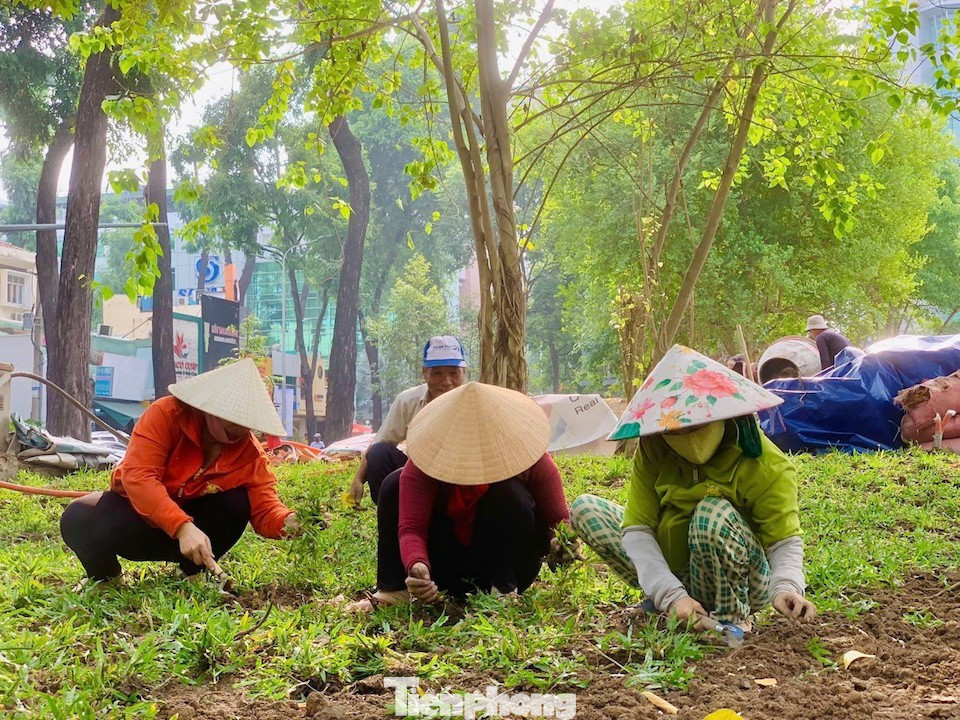 Công nhân đang thi công trồng cỏ công trình Cảnh quan tại khu đất Nhà thi đấu Phan Đình Phùng. tp-5-4063.jpg