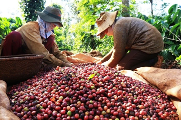 Giá cà phê tăng cao, mỗi ngày Việt Nam thu gần 29 triệu USD