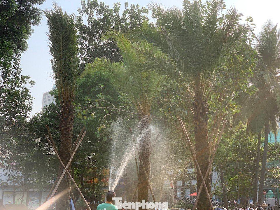 Phát Đạt đã đưa về và bố trí hệ sinh thái cây xanh đa tầng, bao gồm nhiều loài cây rừng và cây cảnh quan có giá trị cao, thích nghi tốt với điều kiện đô thị. tp-3.jpg