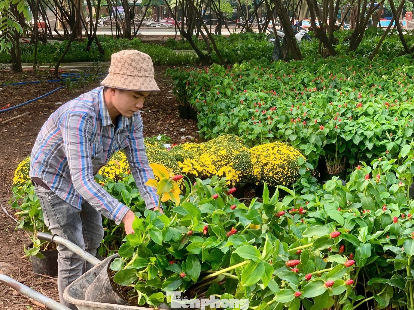 Chủ đầu tư chọn các loài hoa cỏ bền vững, có khả năng tạo sắc hương quanh năm cũng được lựa chọn nhằm duy trì sức sống lâu dài cho không gian. tp-6.jpg