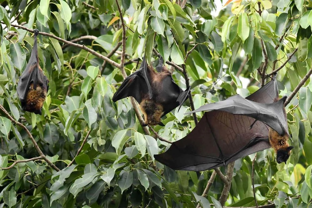 Nóng: Ấn Độ phát hiện ổ dịch virus Nipah hơn 100 người, hàng loạt sân bay châu Á nâng mức cảnh báo - ảnh 1
