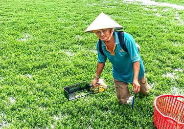 Bỏ lúa và vườn dừa, nông dân Vĩnh Long ‘đánh liều’ trồng thứ rau đắng ngắt có nguồn gốc từ Nhật Bản: Có bao nhiêu là bán ‘hết veo’, đút túi ‘nhẹ tênh’ chục triệu/ tháng