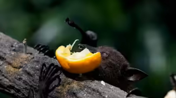 Loại quả bán đầy chợ Việt là món khoái khẩu của dơi mang virus Nipah, chuyên gia khuyên tuyệt đối không ăn nếu có dấu hiệu này