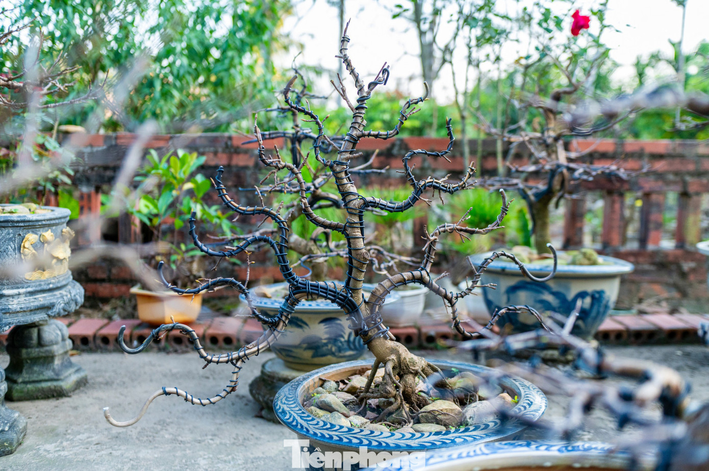 Ông Đỗ Xuân Dũng - Bí thư Chi bộ, Trưởng khu Tây Sơn - cho biết cả khu có 82 hộ dân, trong đó có 62 hộ trồng mai vàng Yên Tử. Thu nhập từ việc trồng mai rất tốt, giúp phát triển kinh tế ở địa phương. tp-quocnam-z62-3045.jpg