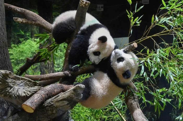 Nhật Bản lần đầu vắng bóng gấu trúc sau 53 năm, quan hệ Trung-Nhật chạm đáy? - ảnh 1
