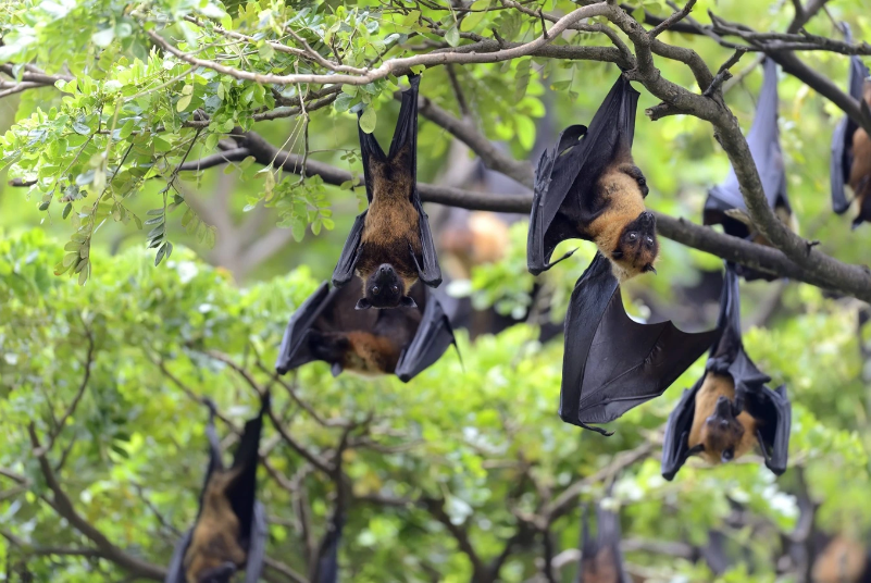 Những điều cần biết về loại virus Nipah nguy hiểm chết người - ảnh 3