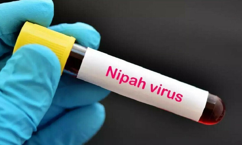 Bộ Y tế cảnh báo: Không ăn trái cây có dấu hiệu này nếu không muốn nhiễm virus Nipah - ảnh 2