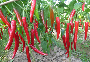 Không phải sầu riêng, một loại quả trồng khắp Việt Nam được Mỹ, Lào, Hàn Quốc cực kỳ mê: Thu 117 triệu USD, được mệnh danh 'một vốn mười lời'