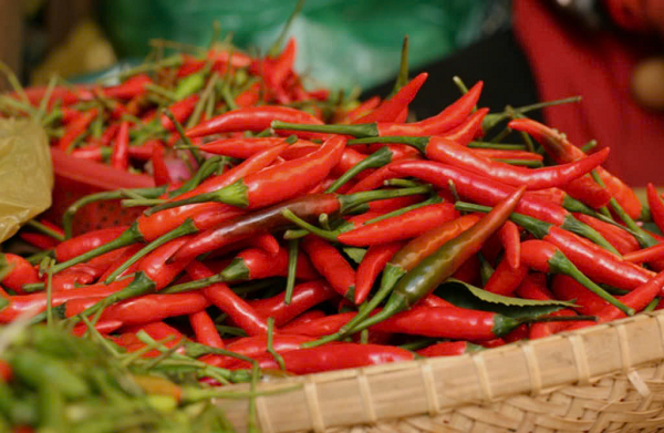 cay-ot-viet-nam-2.png