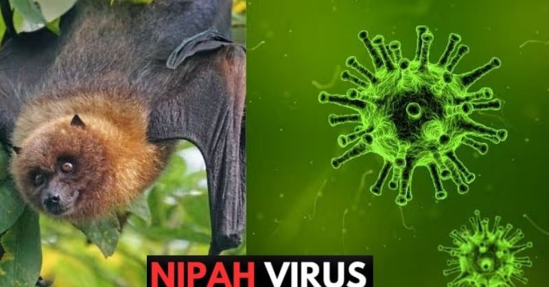 Dơi được xác định là nguồn lây virus Nipah sang người. virus.jpg