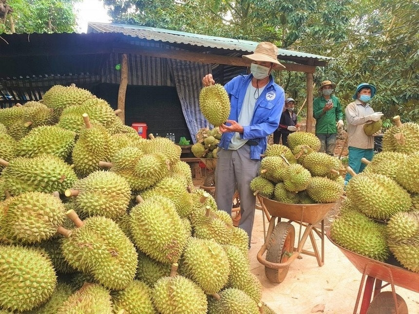 sau-thai-sau-viet-3.jpg