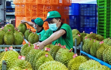 Sầu riêng Việt có thể vượt Thái Lan tại Trung Quốc, nhưng...