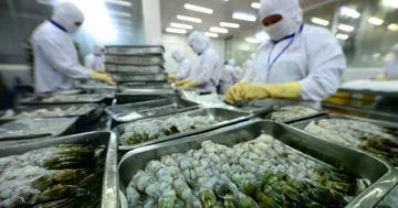 Yêu cầu tôm Việt xuất châu Âu phải 'ngất hoàn toàn'
