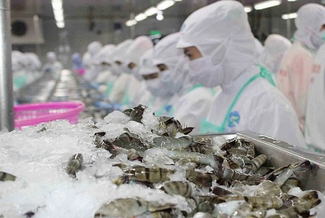 Tôm Việt xuất sang EU, Anh từ năm nay bắt buộc phải gây ngất hoàn toàn trước khi ngâm đá. tom.jpg