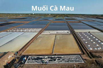 Cà Mau: Giá muối chạm mốc 1.500 đồng/kg, diêm dân kỳ vọng vụ mùa 2025-2026 thắng lợi