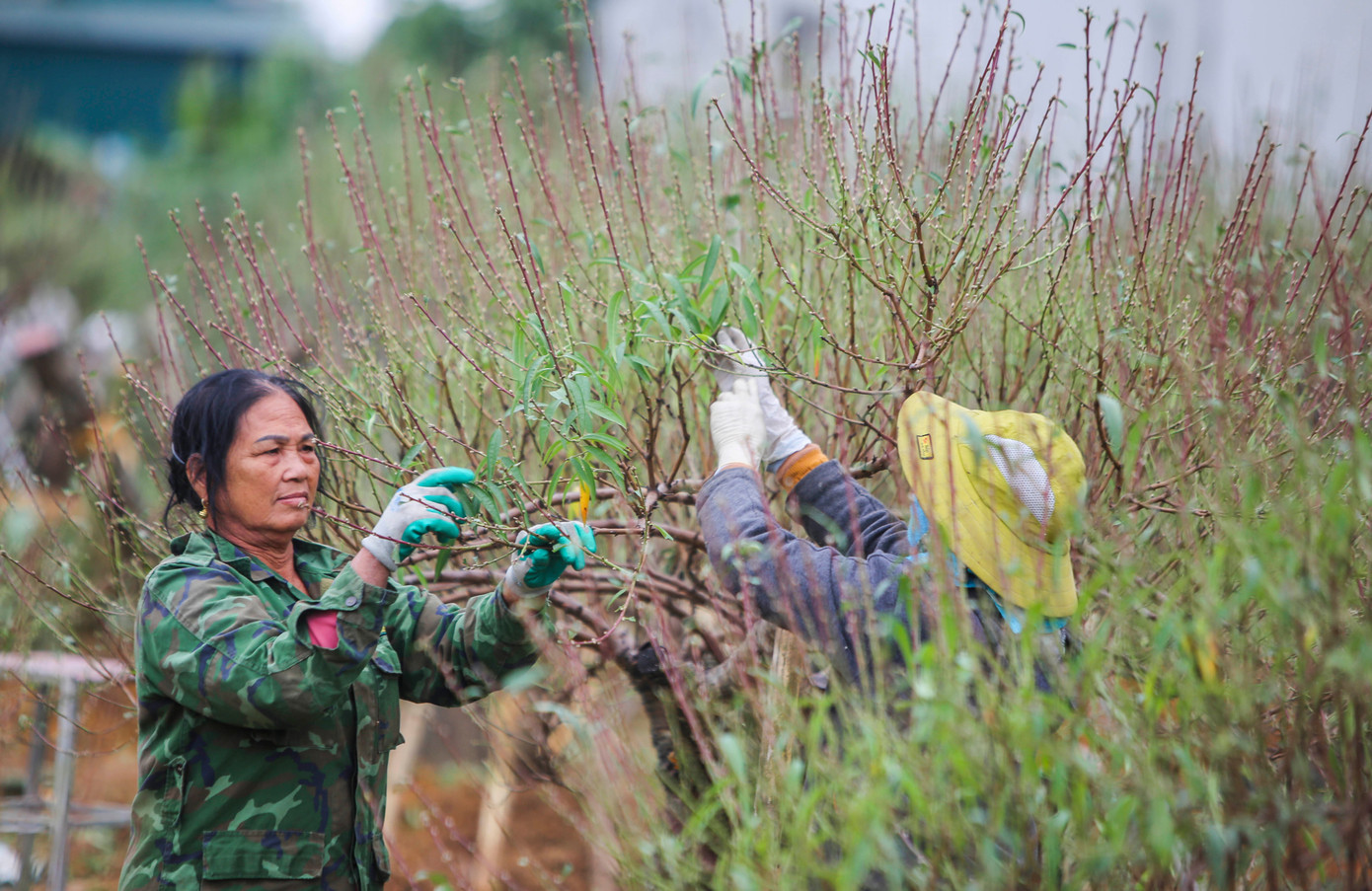 “Các gốc đào đã ra rất nhiều nụ, thời tiết đang ủng hộ nên các nhà vườn thuê tuốt lá sớm để cây có dinh dưỡng cho bông nụ nở hoa đều, đẹp. Với mỗi ngày công tuốt lá đào, chủ vườn sẽ trả khoảng 300.000 đồng”, bà Đỗ Thị Hồng Duyến (70 tuổi, trú xã Xuân Du) cho hay. 8.jpg