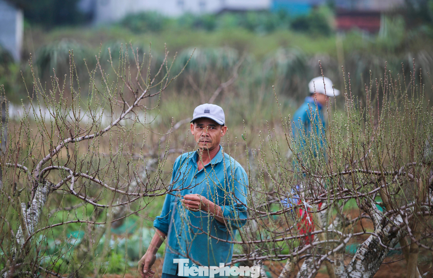 Năm nay, gia đình ông Hồ Công Quyết (thôn 6, xã Xuân Du) có gần 1ha đào. tp-14.jpg