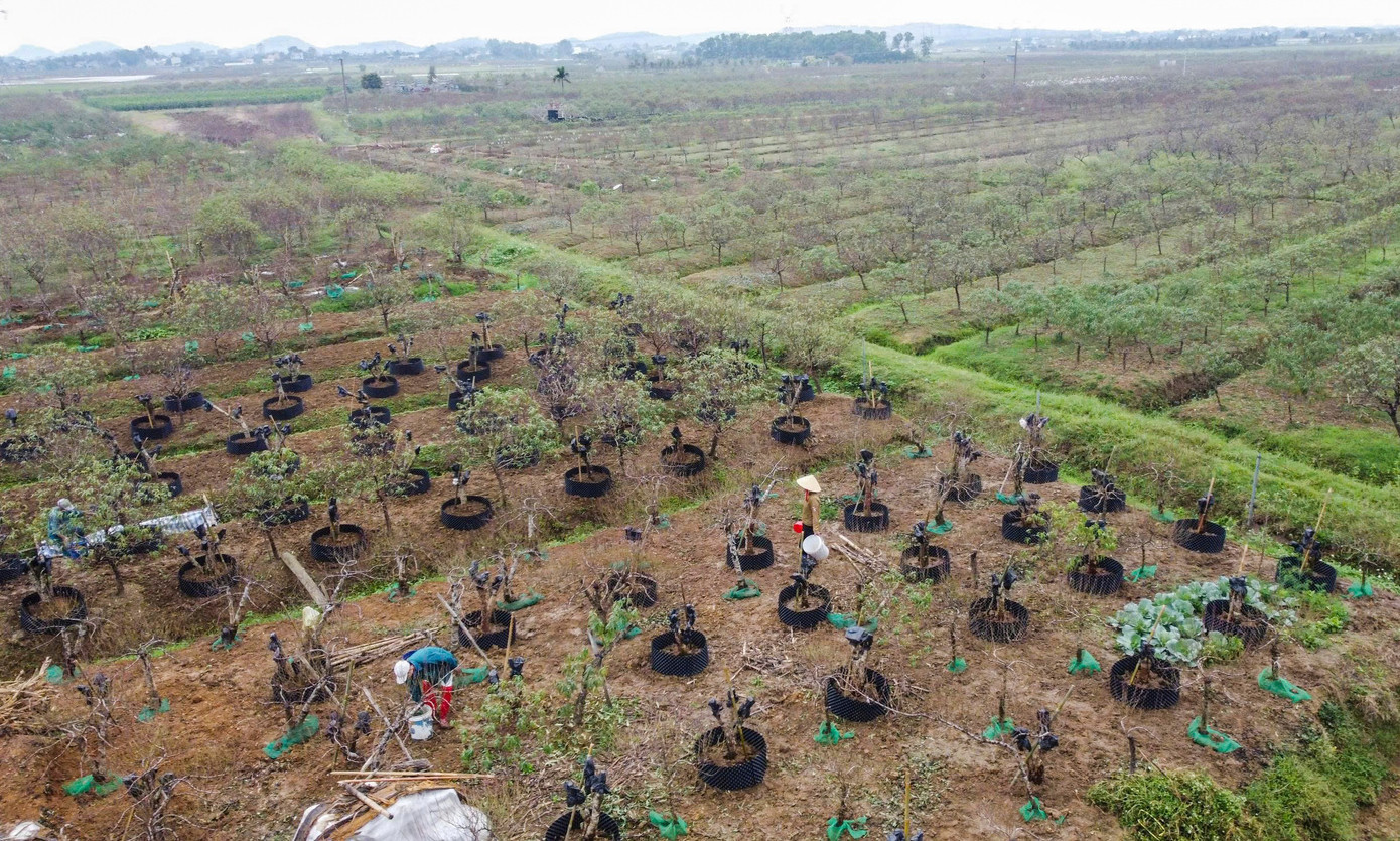 Từ giữa tháng 11 Âm lịch, người dân “thủ phủ” trồng đào xã Xuân Du, tỉnh Thanh Hóa lại tất bật với công đoạn tuốt lá, tỉa cành. Đây được coi như công đoạn cuối cùng để chuẩn bị cho đào ra hoa. 19.jpg