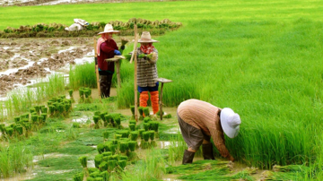 Động thái mới nhất từ khách hàng số một của gạo Việt Nam