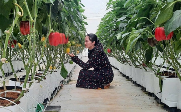 Nông dân Lâm Đồng trồng thứ quả bằng nắm tay bán 60.000 đồng/1kg, mỗi năm nhẹ nhàng ‘đút túi’ nửa tỷ nhờ bí quyết 'vàng' lần đầu nói tại chính vườn nhà