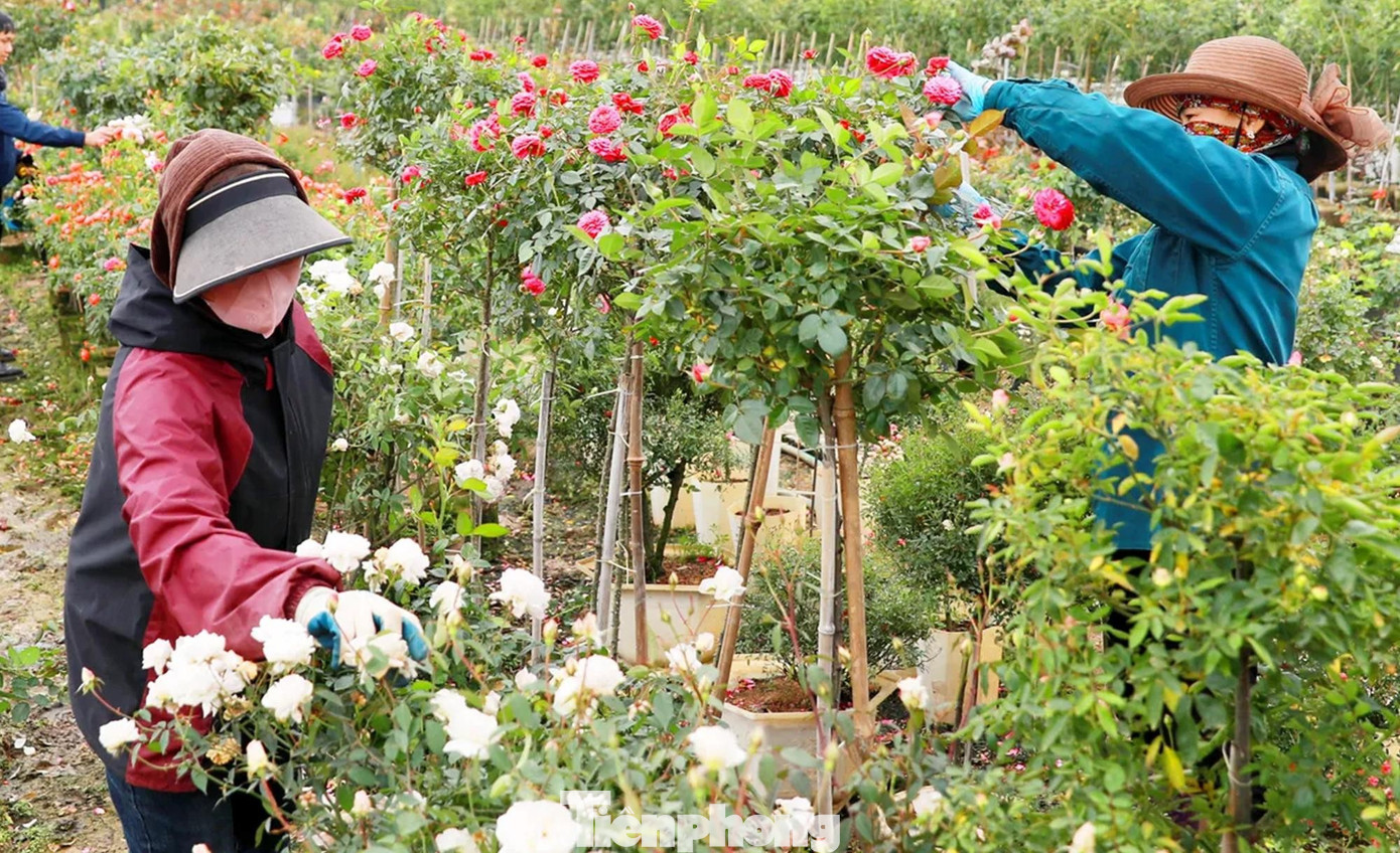 Cùng với hoạt động sản xuất, cánh đồng hoa Mê Linh những ngày này cũng thu hút người dân và du khách đến tham quan, chụp ảnh. Hình ảnh những ruộng hoa sáng đèn trong đêm đã trở thành nét đặc trưng của làng hoa mỗi dịp giáp Tết. tp-lang-hoa-me-linh2s2a3699jpg.jpg