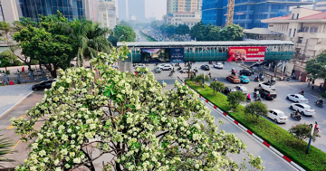 Hà Nội tính thay thế dần những nơi trồng hoa sữa quá dày