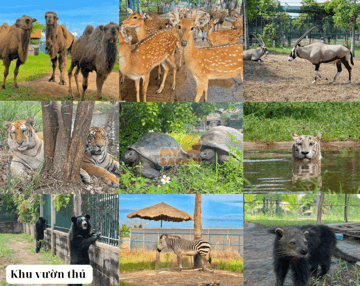 Một vườn thú Safari nổi tiếng miễn vé cho phụ nữ mặc áo dài dịp 20/10
