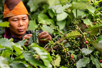 Không phải gạo hay sầu riêng, một loại nông sản Việt Nam sắp lên sàn đấu giá tại Mỹ ngay tháng 11