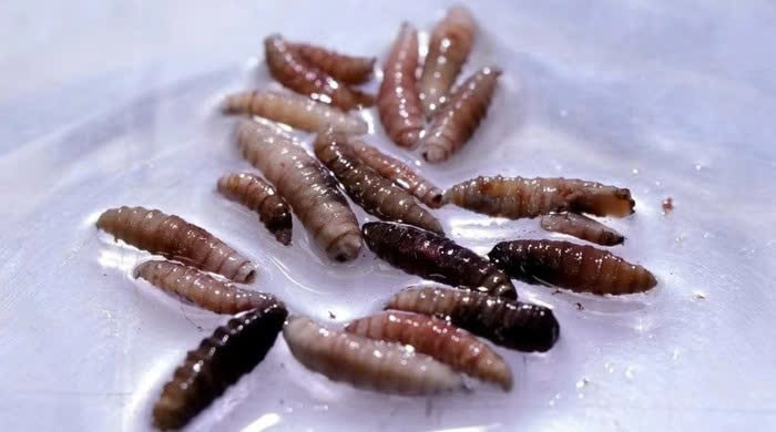 Sự trở lại của loài ký sinh này sẽ là mối đe dọa nghiêm trọng đối với gia súc. Ảnh: Internet