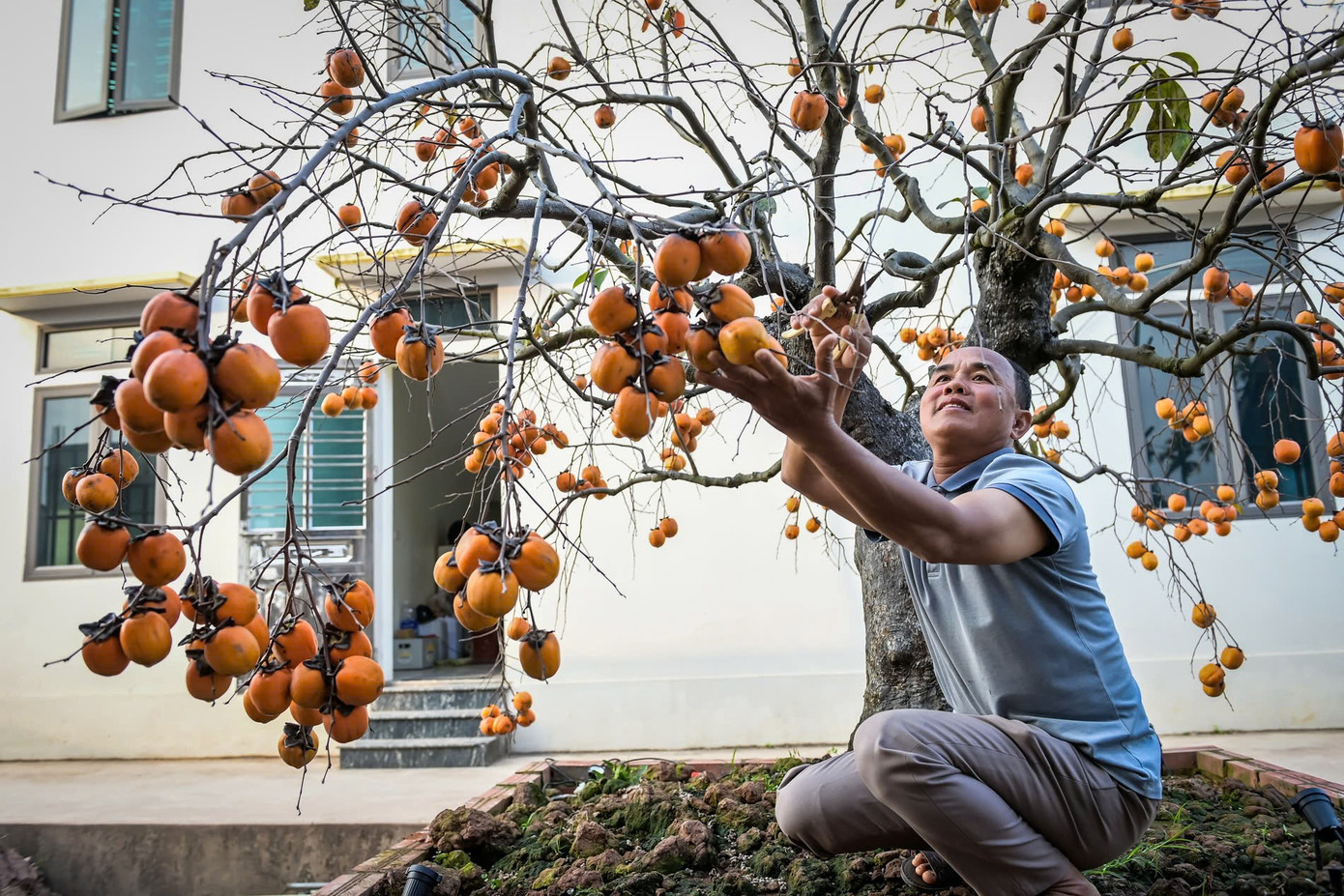 Cây hồng trĩu quả giá hàng trăm triệu đồng. Ảnh: V.Q. 5b3a69d3-cb3b-4b8b-b1d6-b5967c75e212.jpg