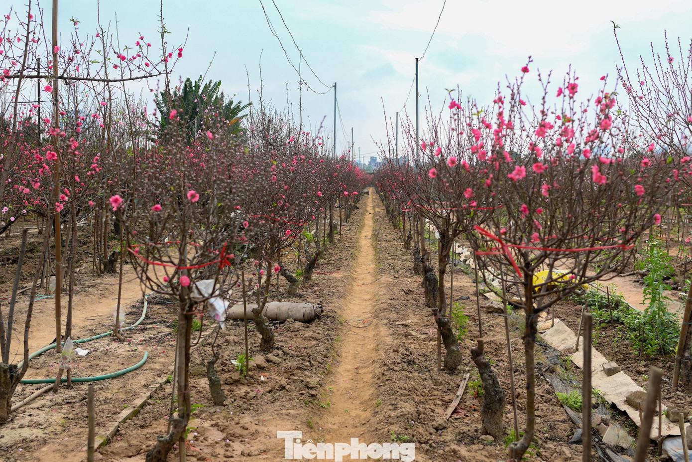 tp-dao-nhat-tan00019.jpg