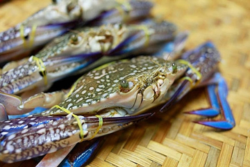'Kho báu dưới nước' của Việt Nam 'bơi' sang Mỹ, Pháp siêu đắt hàng: Bỏ túi gần 86 triệu USD, chất lượng vượt trội