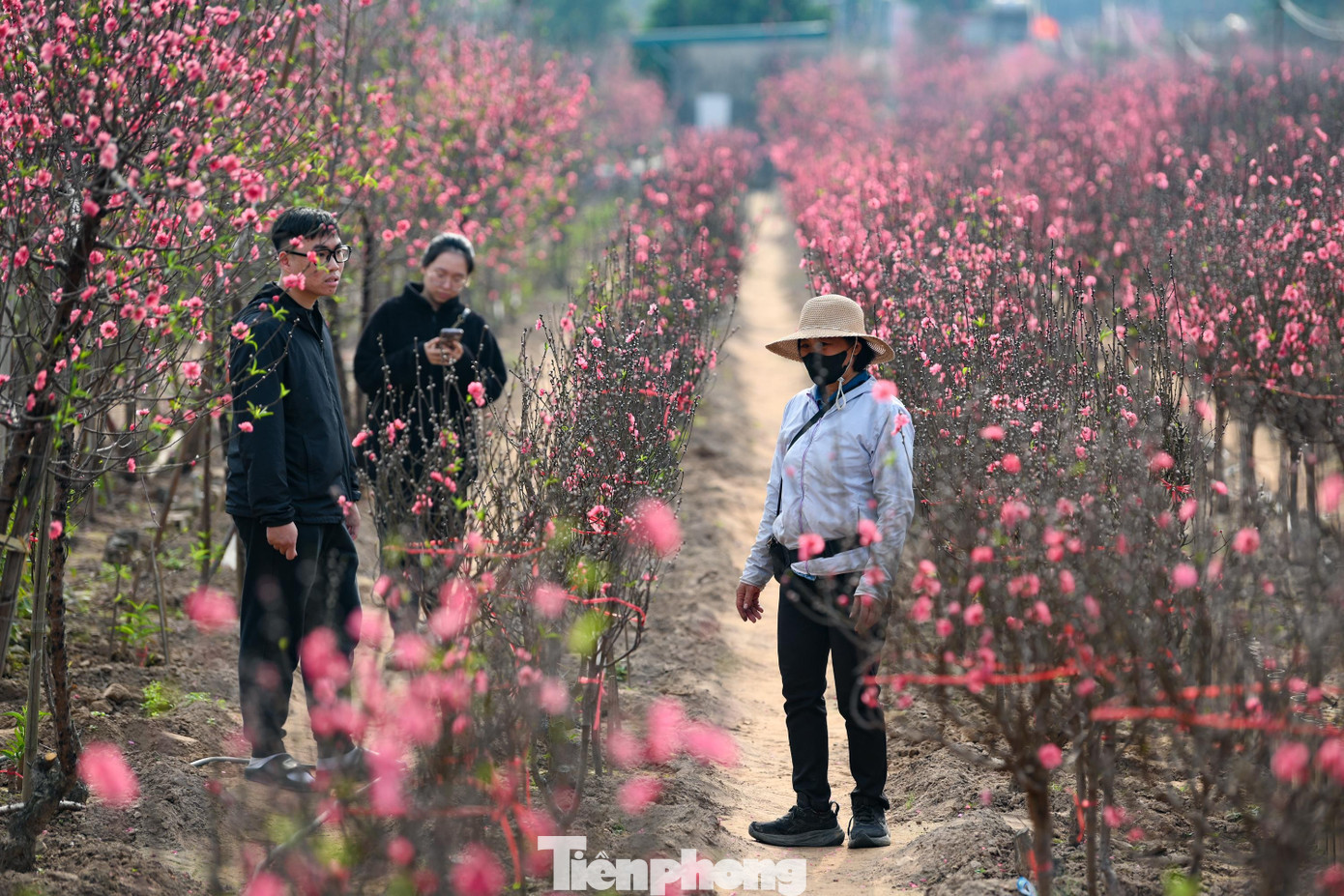 Ngày 24 tháng Chạp, không khí mua bán tại một số vườn không còn cảnh chen chân như các năm trước. Lượng khách đến xem chủ yếu là người mua cành nhỏ hoặc khách quen đã đặt trước. Các chủ vườn cho biết sức mua năm nay giảm rõ rệt. tp-dao-nhat-tan00008.jpg