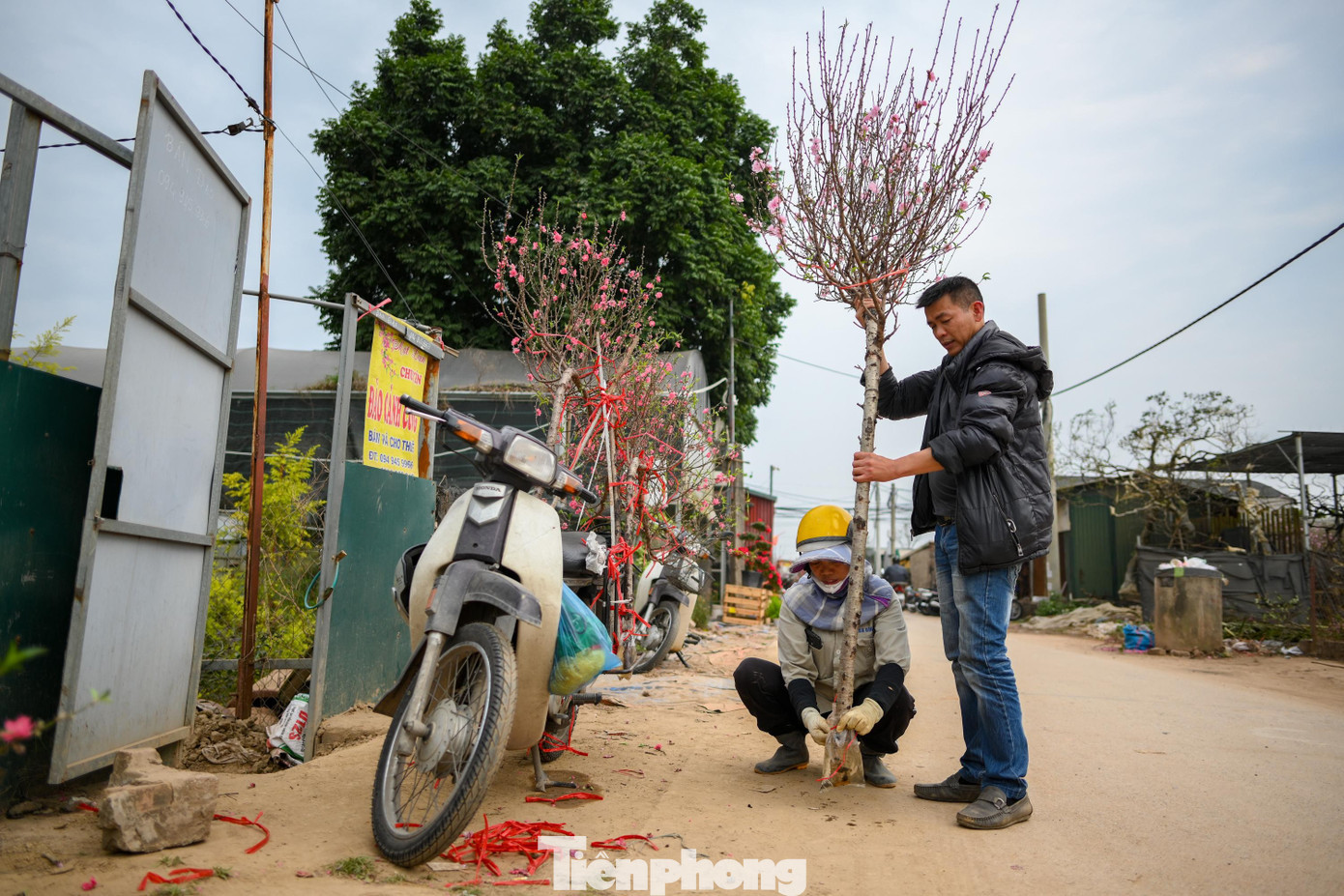 tp-dao-nhat-tan00023.jpg
