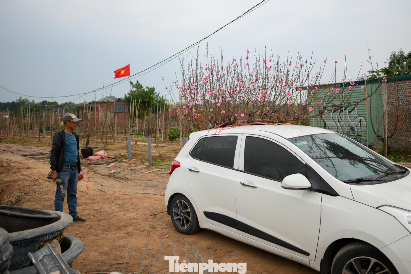 tp-dao-nhat-tan00013.jpg