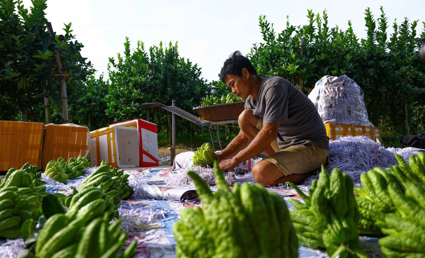 Những trái phật thủ trọng lượng lớn, bắt mắt hiện có giá thành cao nhưng vẫn ghi nhận tình trạng thiếu hụt nguồn cung cục bộ. image-24.jpg