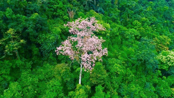 Việt Nam có loài cây 'vương giả', từng chỉ trồng ở nơi quyền quý, gắn với huyền thoại 'dẫn phượng hoàng'