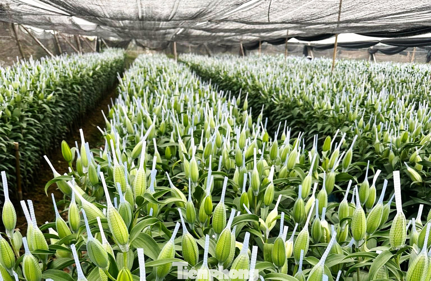 Giới buôn ly kép cho rằng mức tăng giá hiện tại phản ánh đúng diễn biến thị trường cận Tết. Ảnh: Lộc Liên. tp-hoa-tet-tang-gia-nhu-vang-2.png