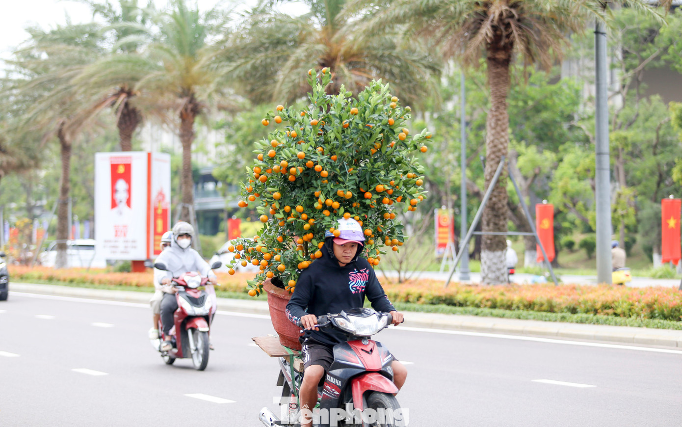 Sau khi lựa được cây quất ưng ý, người mua cẩn thận buộc dây, thuê xe chở về nhà, nâng niu như mang theo cả lộc xuân về chưng trong những ngày Tết. tp-c_img-5044.jpg