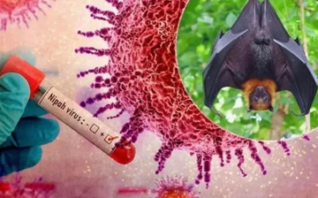 Bộ Y tế công bố phác đồ chẩn đoán và điều trị virus Nipah