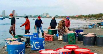 Đà Nẵng: Ruốc biển được mùa mất giá vụ Tết