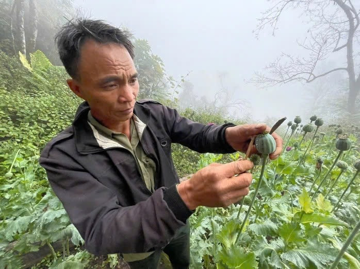 Khám xét nương ngô, phát hiện hàng trăm cây 'thuốc lạ'